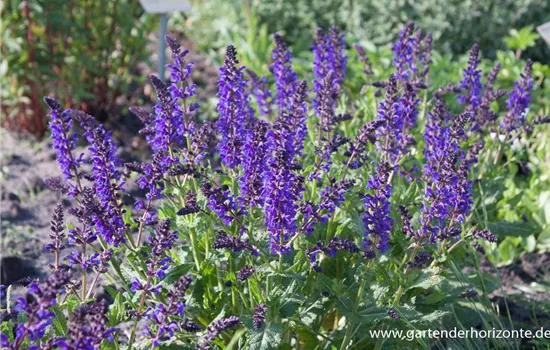 Blüten-Salbei Blüten-Salbei