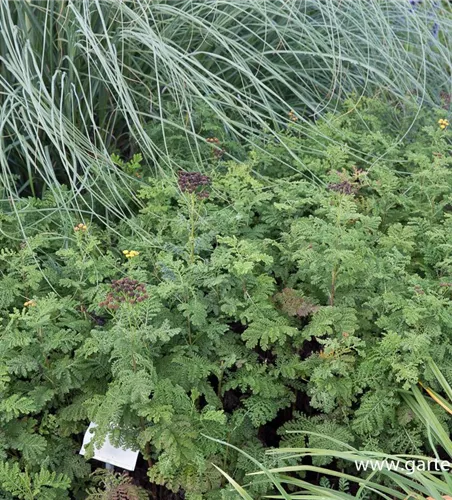 Krausblättriger Rainfarn Krausblättriger Rainfarn