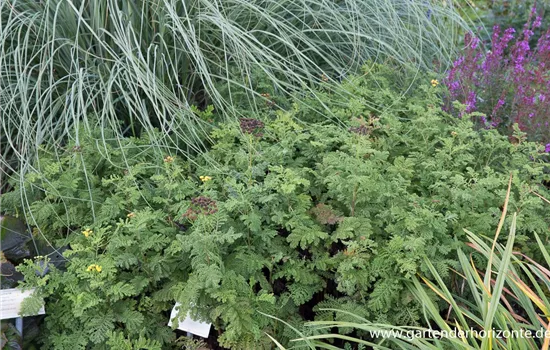 Krausblättriger Rainfarn Krausblättriger Rainfarn