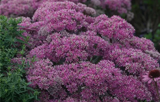 Großes Garten-Fettblatt 'Mr. Goodbud' Großes Garten-Fettblatt 'Mr. Goodbud'