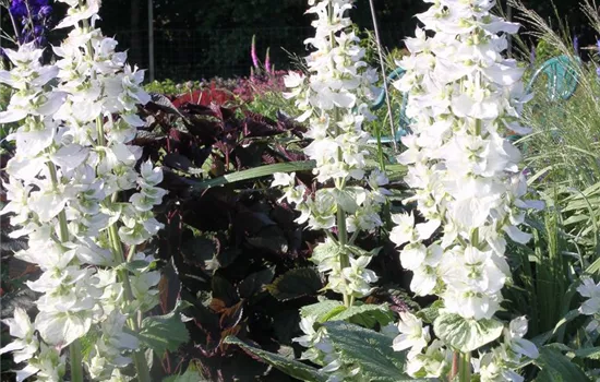 Muskateller-Salbei Muskateller-Salbei