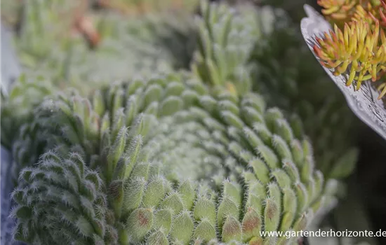 Bewimperte Kugel-Steinrose 'Borisii' Bewimperte Kugel-Steinrose 'Borisii'