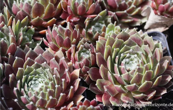 Spinnwebige Steinrose 'Rauhreif' Spinnwebige Steinrose 'Rauhreif'