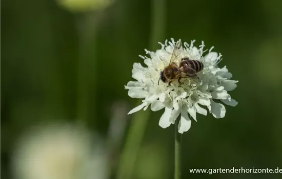 Gelbe Skabiose Gelbe Skabiose