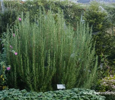 Garten-Rosmarin 'Arp' Garten-Rosmarin 'Arp'