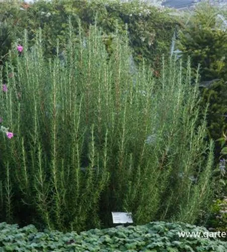 Garten-Rosmarin 'Arp' Garten-Rosmarin 'Arp'