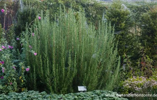 Garten-Rosmarin 'Arp' Garten-Rosmarin 'Arp'