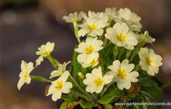 Kissen-Primel (Wildform) Kissen-Primel (Wildform)