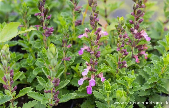 Rosa Edel-Gamander Rosa Edel-Gamander