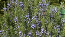 Rosmarinus officinalis 'Blaulippe'