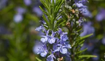 Rosmarinus officinalis 'Blaulippe'
