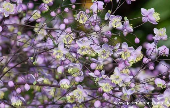 Prächtige Wiesenraute Prächtige Wiesenraute