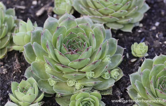 Garten-Steinrose 'Smaragd' Garten-Steinrose 'Smaragd'