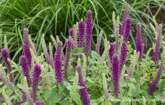 Garten-Gamander 'Purple Tails' Garten-Gamander 'Purple Tails'