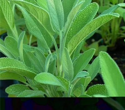 Garten-Salbei Garten-Salbei