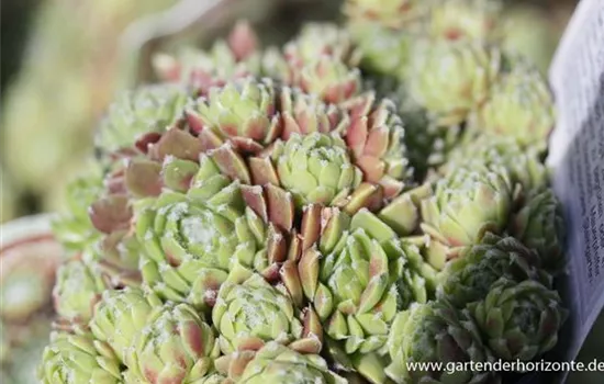 Spinnenwebige Steinrose 'Silberkarneol' Spinnenwebige Steinrose 'Silberkarneol'