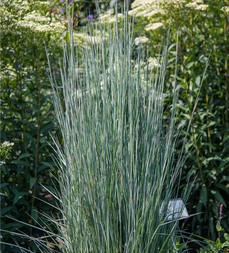 Blaugraues Präriegras 'Blue Heaven'® Blaugraues Präriegras 'Blue Heaven'®