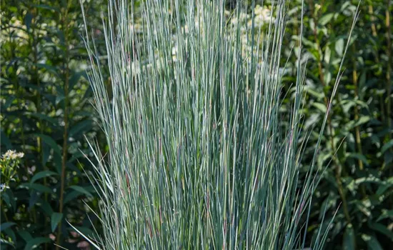 Blaugraues Präriegras 'Blue Heaven'® Blaugraues Präriegras 'Blue Heaven'®