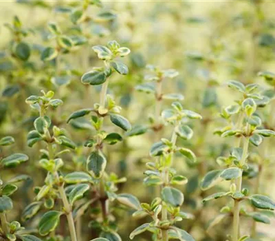 Zitronen-Thymian 'Doone Valley' Zitronen-Thymian 'Doone Valley'