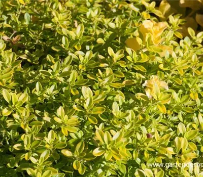 Gold-Thymian 'Aureus' Gold-Thymian 'Aureus'
