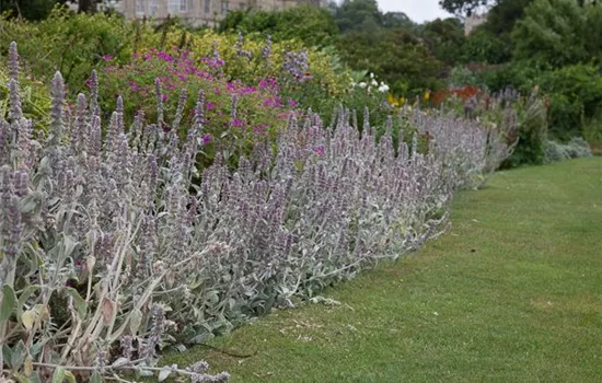 Byzantinischer Woll-Ziest Byzantinischer Woll-Ziest