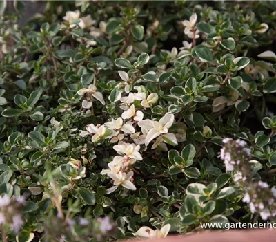 Zitronen-Thymian 'Foxley' Zitronen-Thymian 'Foxley'