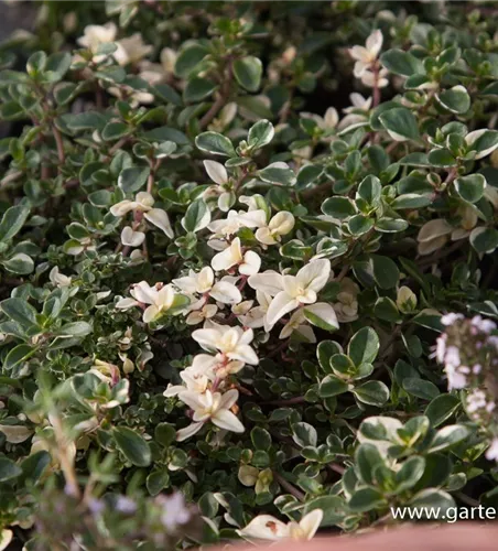Zitronen-Thymian 'Foxley' Zitronen-Thymian 'Foxley'