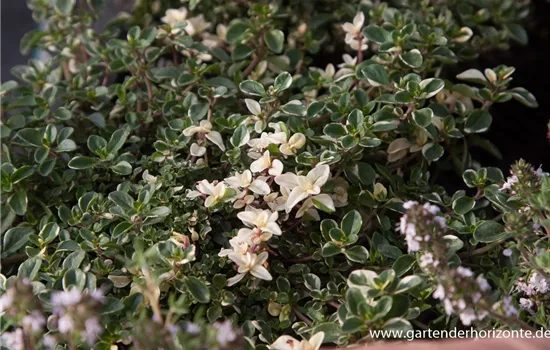 Zitronen-Thymian 'Foxley' Zitronen-Thymian 'Foxley'