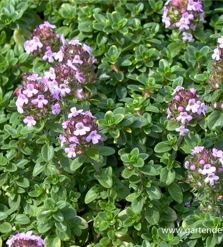 Zitronen-Thymian Zitronen-Thymian