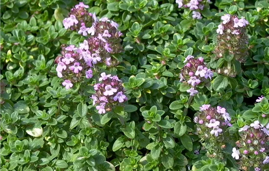 Zitronen-Thymian Zitronen-Thymian