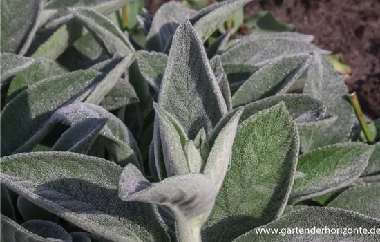 Garten-Woll-Ziest Garten-Woll-Ziest