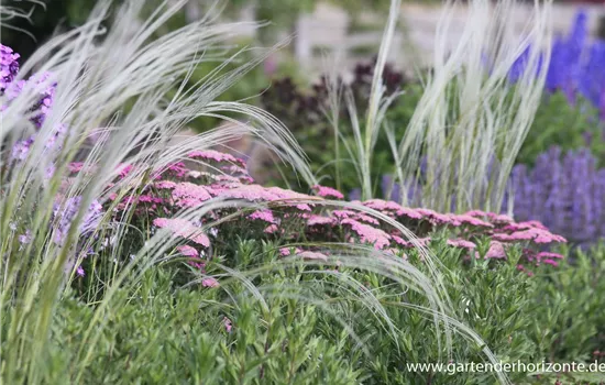 Pracht-Federgras Pracht-Federgras