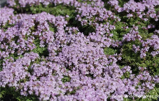 Zitronen-Thymian Zitronen-Thymian