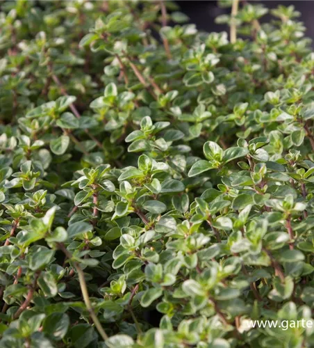 Kümmel-Thymian Kümmel-Thymian