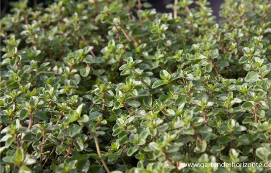 Kümmel-Thymian Kümmel-Thymian