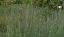 Schizachyrium scoparium 'Prairie Blues'