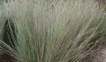 Schizachyrium scoparium 'Prairie Blues'