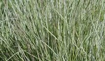 Schizachyrium scoparium 'Prairie Blues'