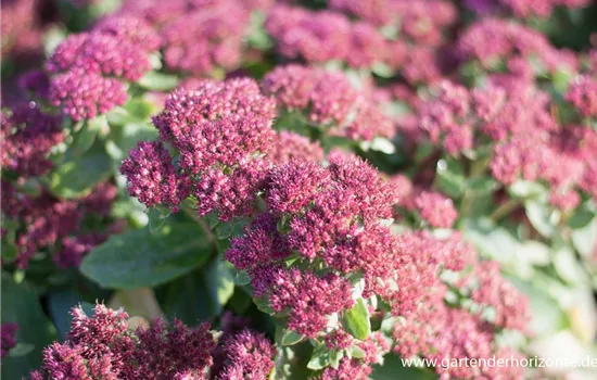 Prächtiges Garten-Fettblatt Prächtiges Garten-Fettblatt