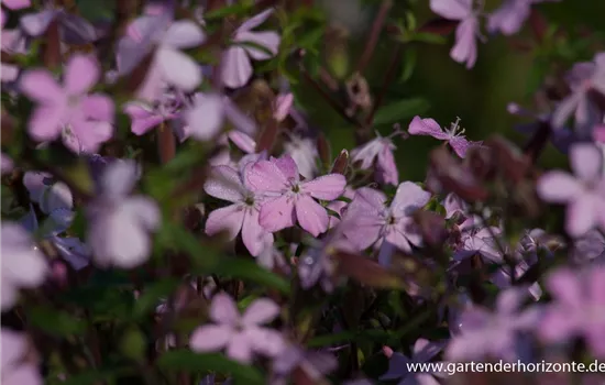 Seifenkraut Seifenkraut