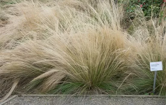 Zartes Federgras Zartes Federgras