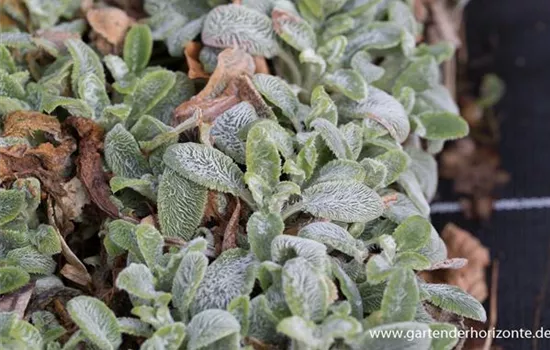 Matten-Woll-Ziest Matten-Woll-Ziest