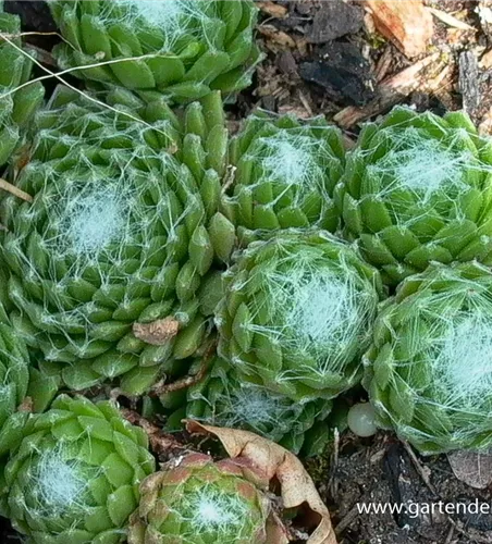 Spinnwebige Steinrose Spinnwebige Steinrose