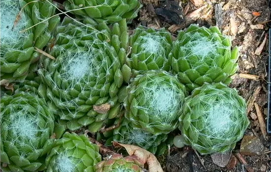 Spinnwebige Steinrose Spinnwebige Steinrose