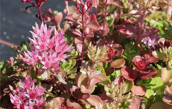 Garten-Teppich-Fettblatt Garten-Teppich-Fettblatt