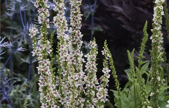 Chaix Königskerze 'Wedding Candles' Chaix Königskerze 'Wedding Candles'