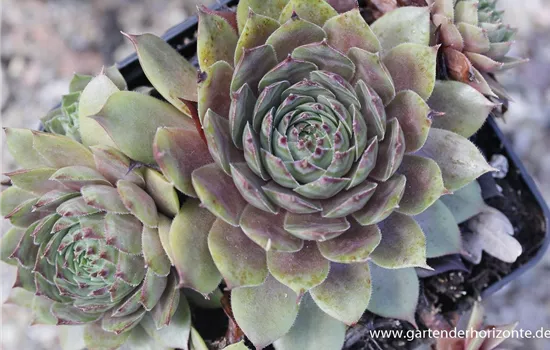 Garten-Dachwurz 'Noir' Garten-Dachwurz 'Noir'