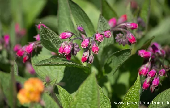 Bastard-Beinwell Bastard-Beinwell