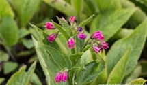 Symphytum x rubrum