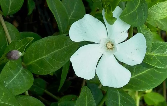 Kleines Garten-Immergrün 'Alba' Kleines Garten-Immergrün 'Alba'
